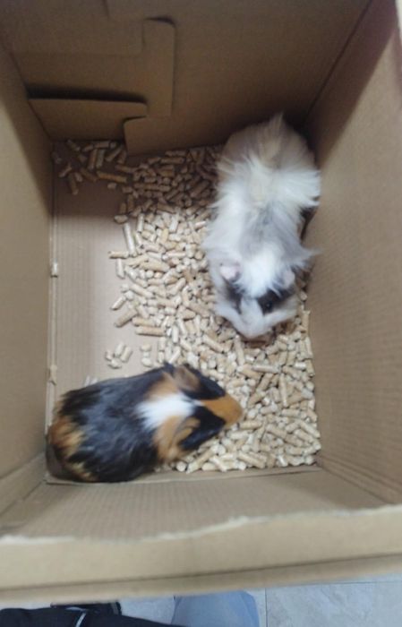 Подарявам две морски свинчета!