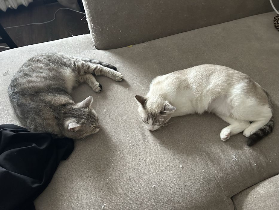 Кошки в хорошие руки