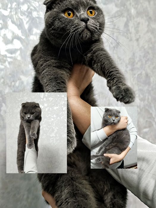 VYAZKA hizmati( koʻpaytirish un) mushugimiz Barsik