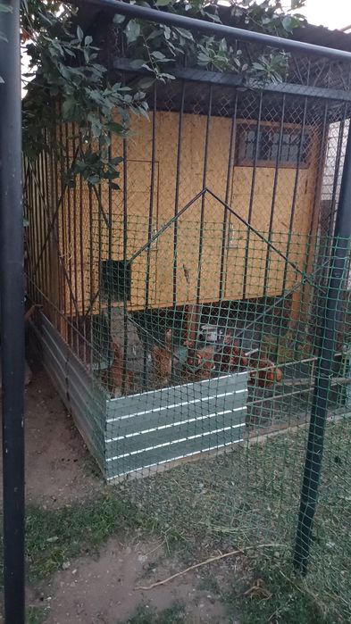 Продам курятник с курами