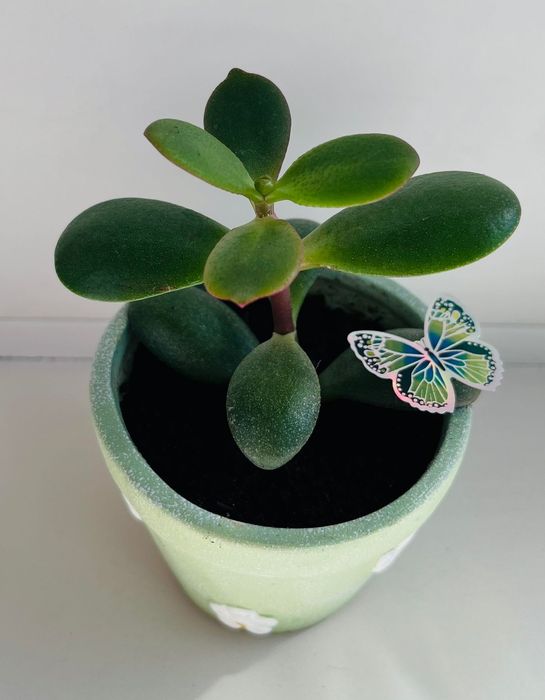 Денежное дерево / толстянка