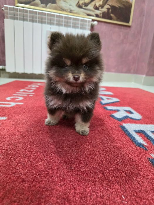 Pomeranian fetita