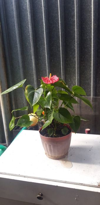 Продаю комнатные цветы антуриум