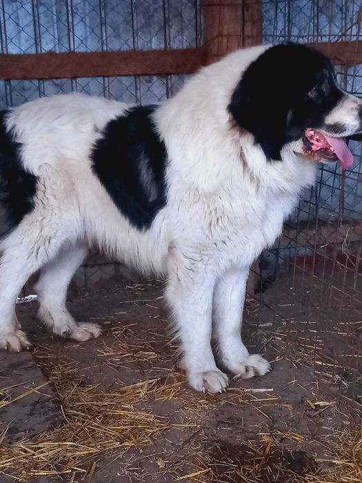 Ciobanesc de bucovina