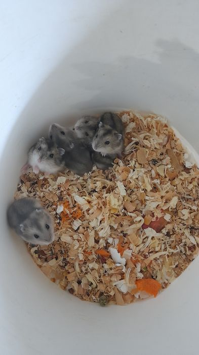 Хомячков джунгарских