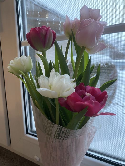 Тюльпаны выросли в караганде