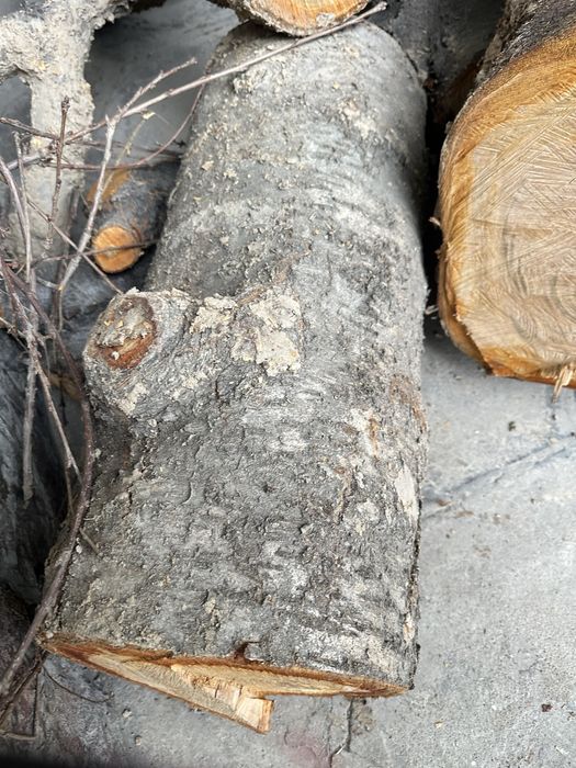 Dekaratsiya va narsalar yasash uchun mosbolgan