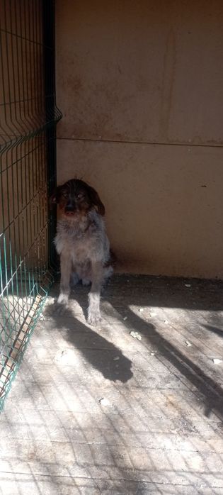 Продам шенка Дратхара