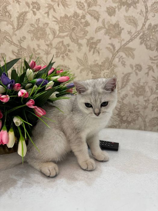 Шотландская шиншилла