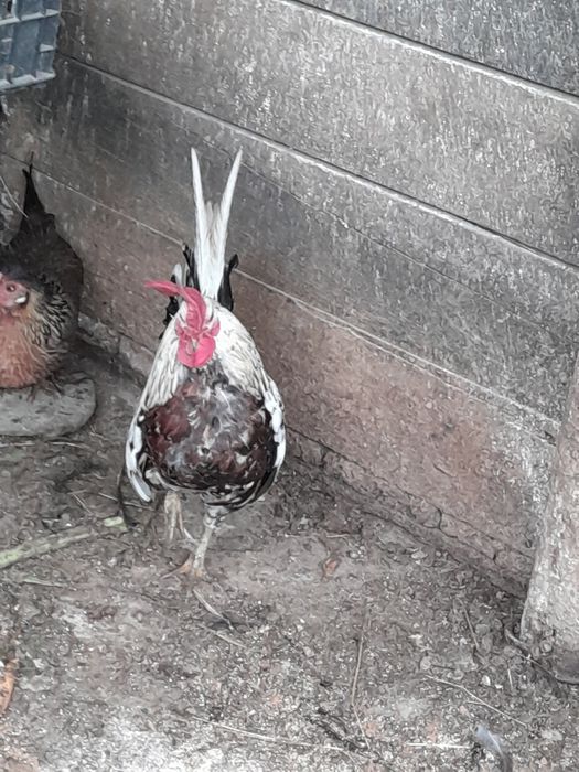 Găini pitice tinere