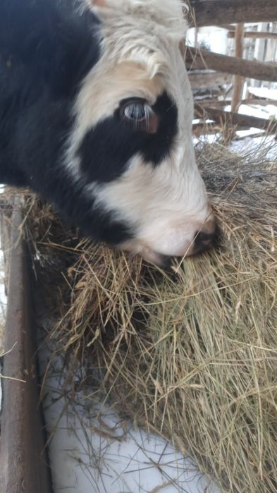 Телочка, 8 месяцев