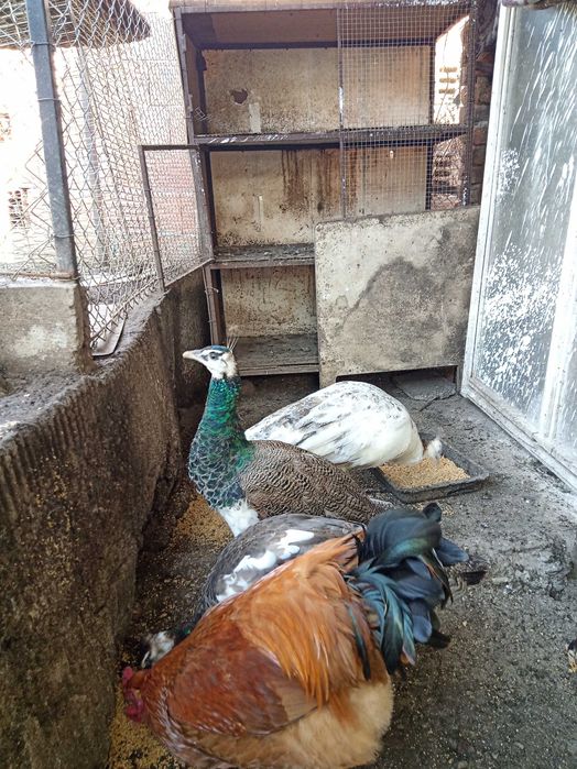 Мъжко паунче на 9 месеца