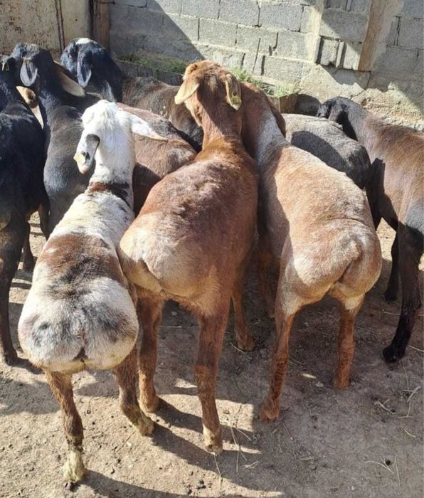 Семиз кой токтылар бар