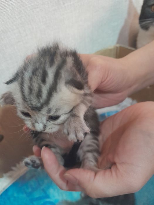 Продам шотладских котят