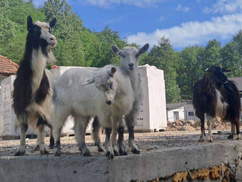 De vanzare 2  capre  bune de lapte cu 2 ieduțe