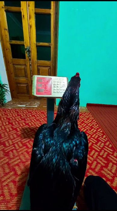 Xuroz sotiladi uta polvon narsa