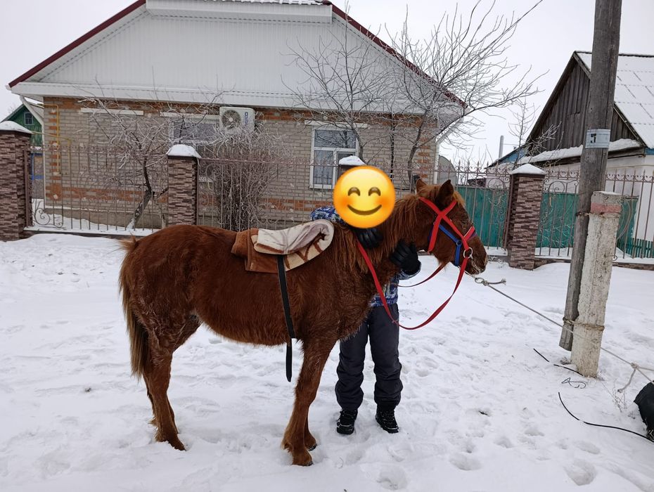 Продам жеребёнка