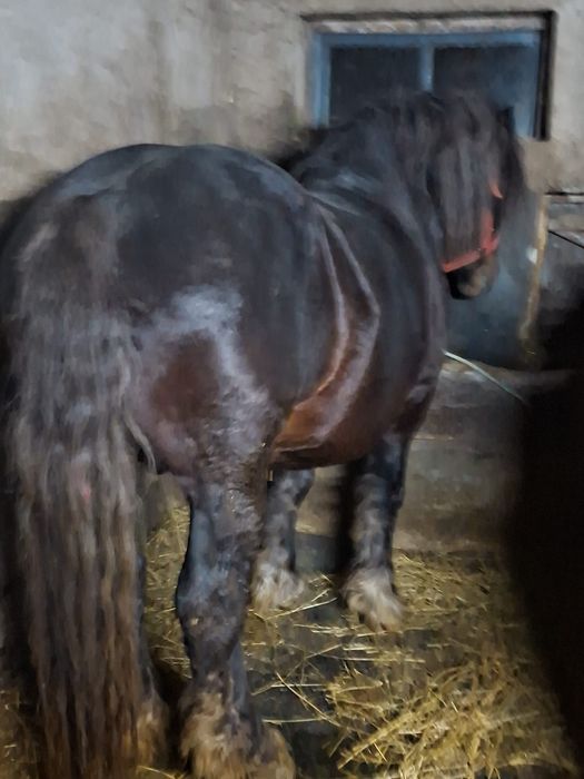 Vand sau schimb armăsar de 5 ani