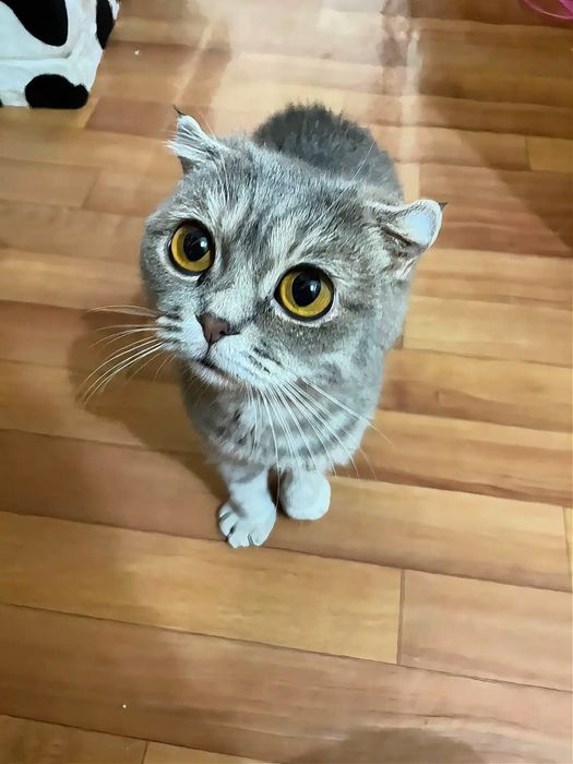 Отдам в добрые руки!