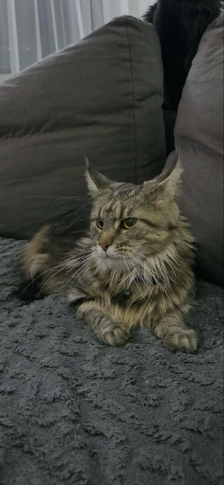 Кошка мейн - кун