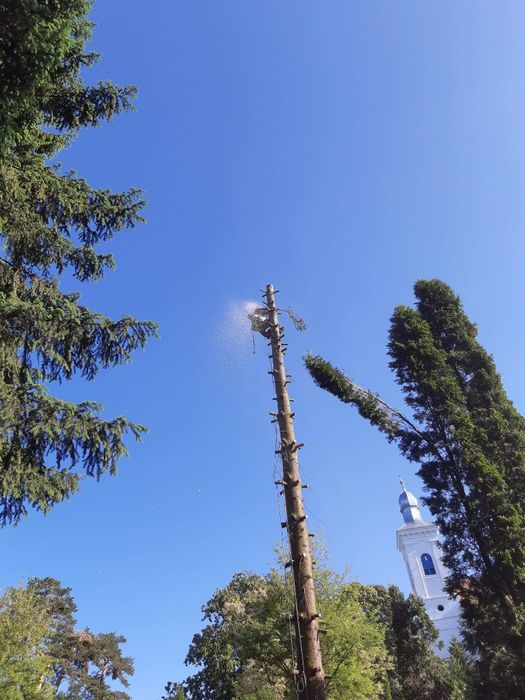 Tăieri , toaletări , copaci uscați , periculoşi !!!