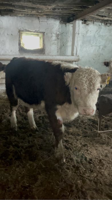 Таза канды Акбас бұқалар сатылады 15 бас