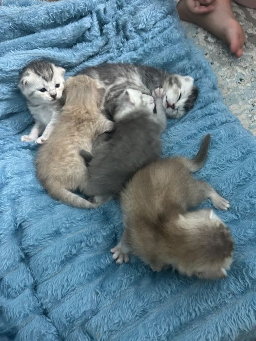 Котята британские