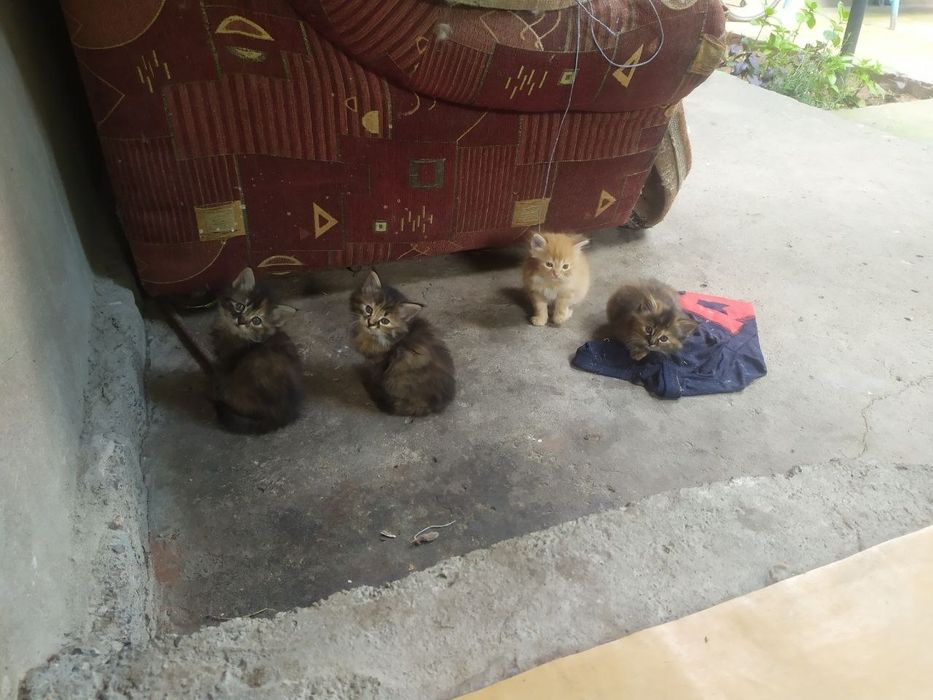 Отдам котят в добрые руки