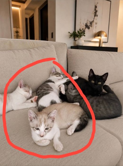 Котятам очень нужен дом!