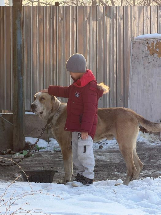 Продам собак породы алабай