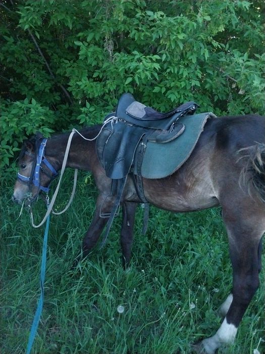 Продаётся обученный жеребчик