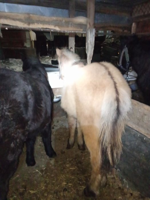 Продаётся два тая  мальчики