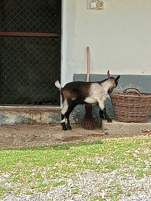 De vanzare 1 ieduta in Viseu de Sus