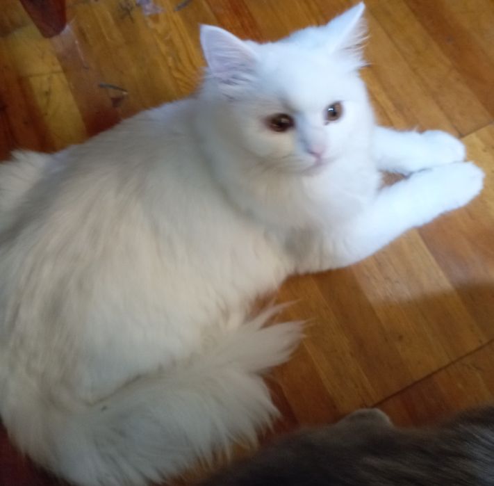 Котёнок пушок мальчик 6 мес.