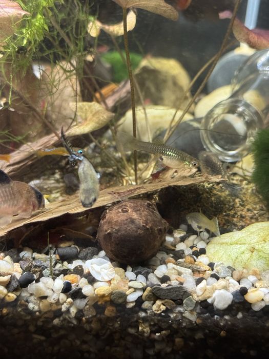 Гупи малки и големи