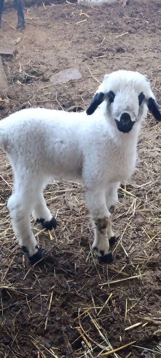 Матка монгольская с ягненкам