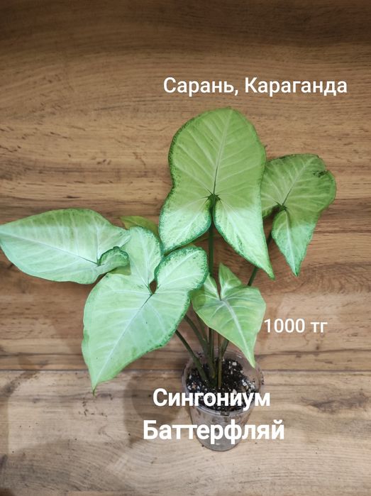 Сингониум 1  сингониум