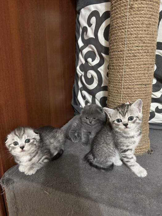 Чистокровные Шотландские котята