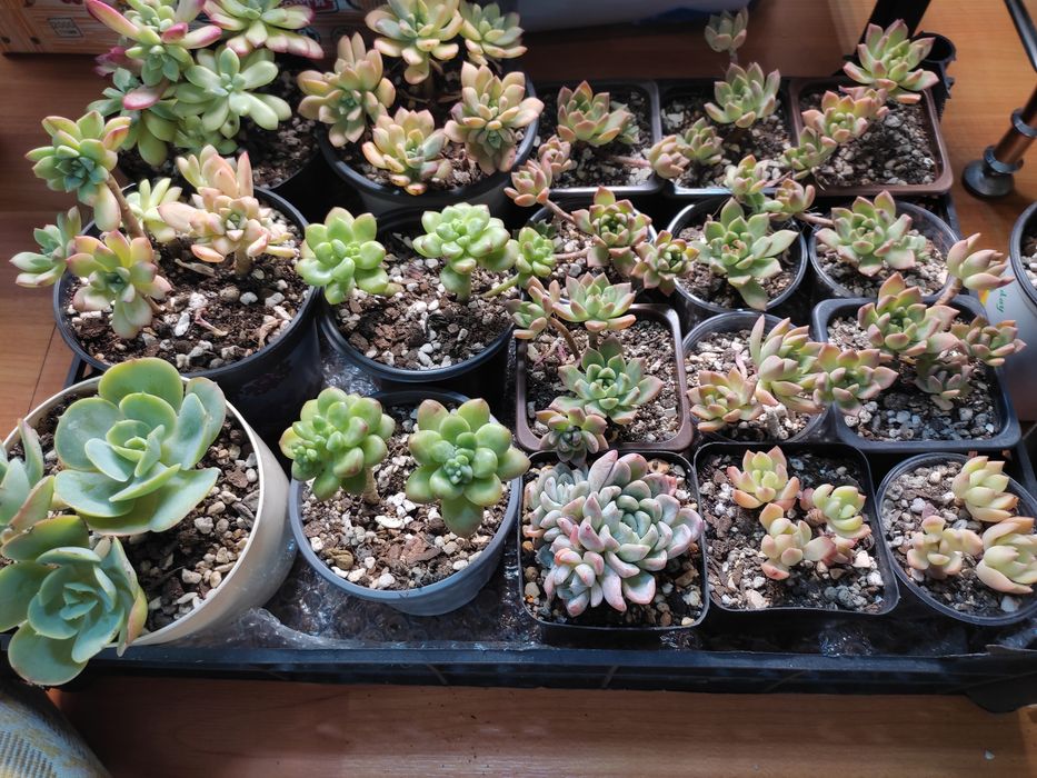 Суккуленты адаптированные