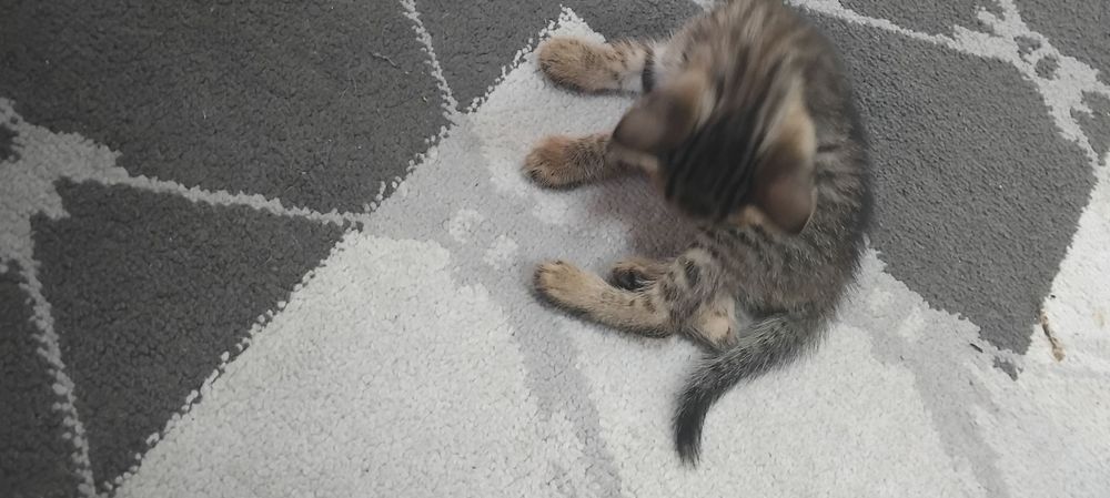 Отдам даром прекрасных котят