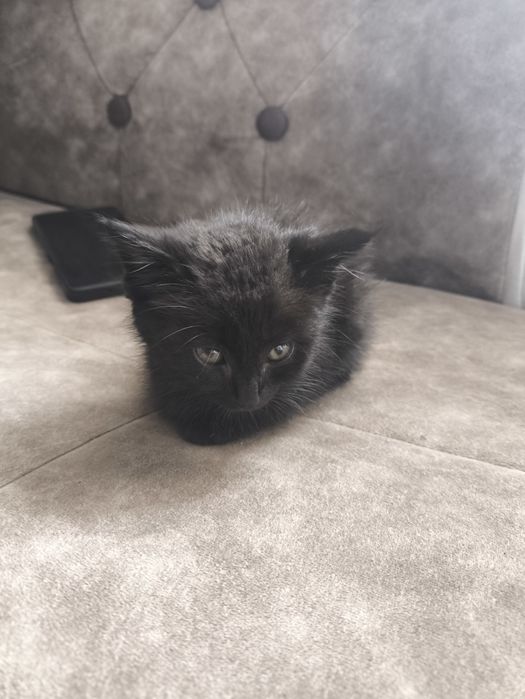 Котенок в добрые руки
