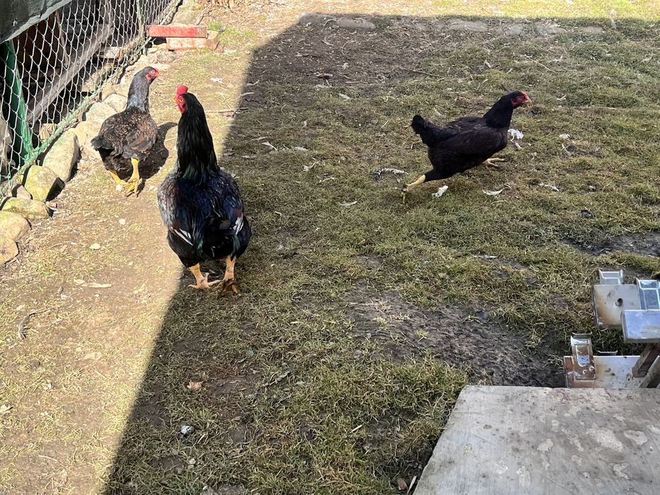 Oua pentru incubat Combatant indian Braekel Barnevelder