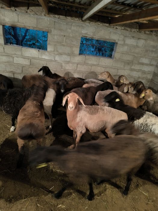 Семіз қойлар сатылады