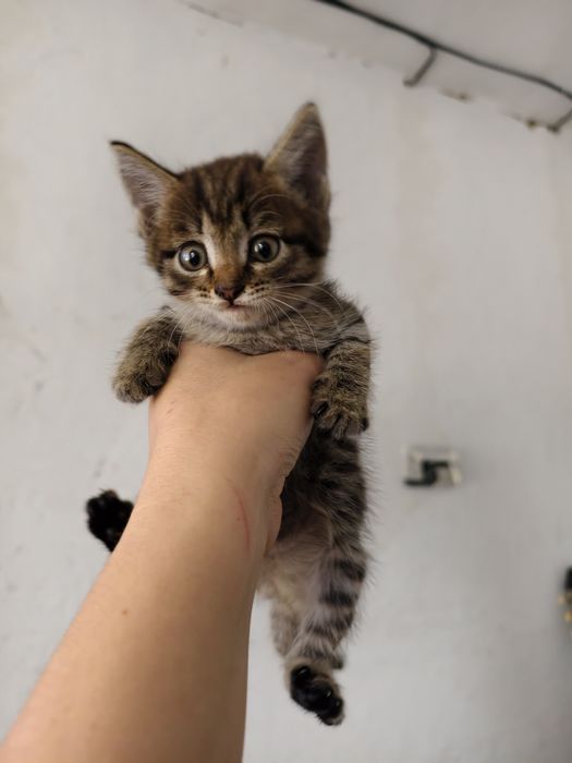 Отдам котят мальчики