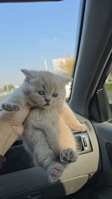 Британские мальчик и девочка