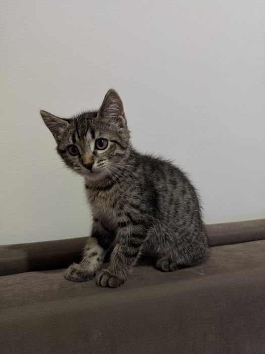 Продам котёнкааа