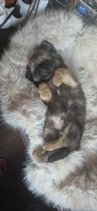 Chihuahua baietel cu acte