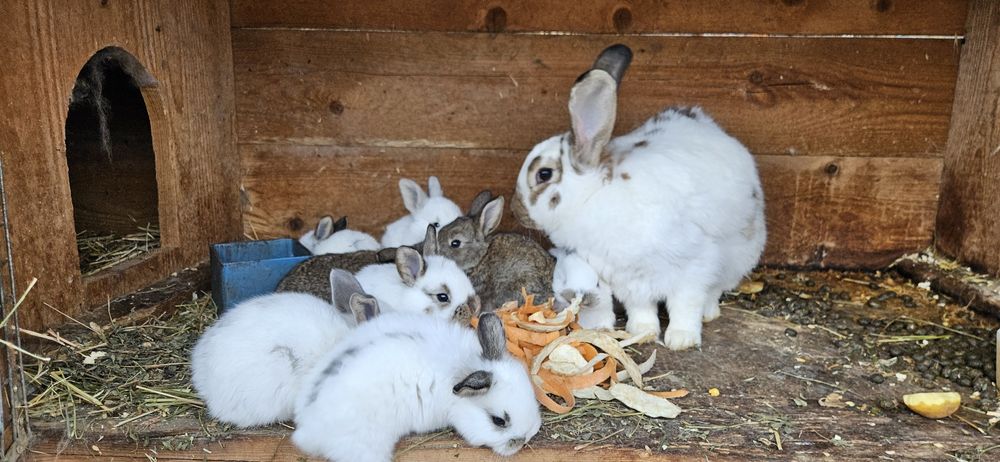 Iepurasi de vânzare