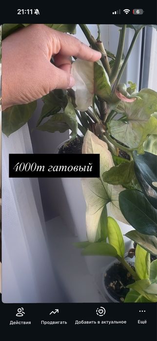 Арзан уй гулдери сатылады
