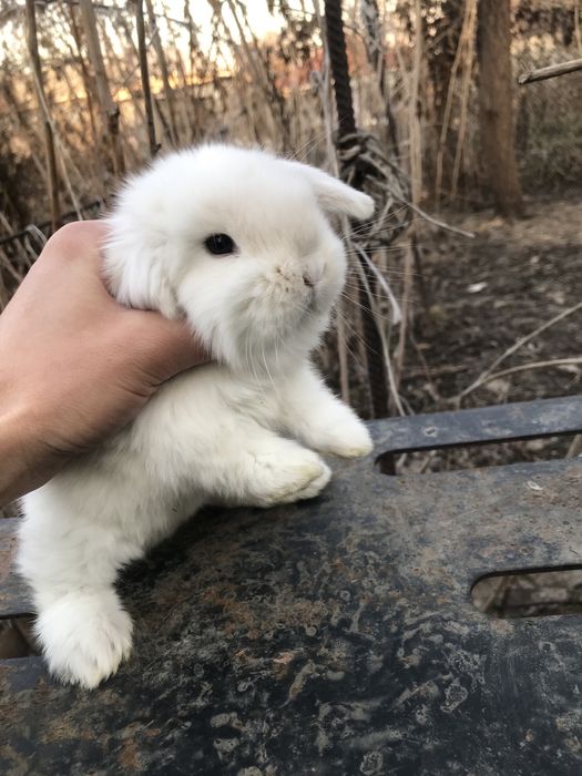 Кролики декоративные карликовые